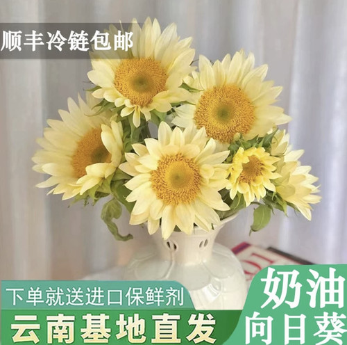 云南基地直发奶油 绿心 泰迪 油画向日葵精选家庭办公水养鲜切花