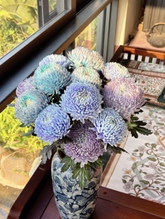 丰岛双A级富贵（牡丹菊）吸色颜色美花期长云南基地直发鲜切花