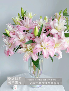 （戴安娜王妃）重瓣百合浅粉色稀有品种家养鲜花送人礼物云南直发