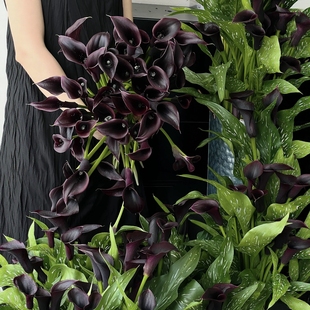（马蹄莲）鲜花插花水培慈姑花真花手捧花束海芋花鲜切花云南直发