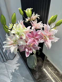 上海种业（萨拉）重瓣百合一款会变色的百合家庭办公水养鲜切花