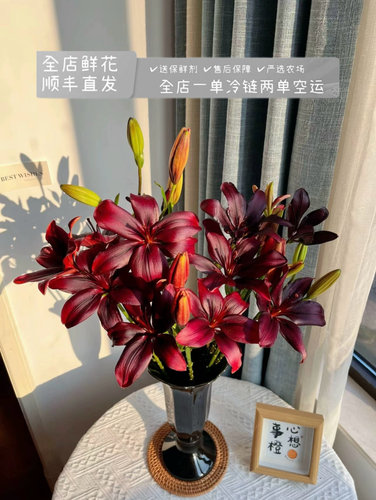 （黑宝石）亚百合高级黑红色花瓣油画质感花苞小巧家庭办公水养