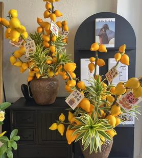 五代同堂黄金果鲜花云南直发五袋果 福禄果鲜切花五指茄插花乳茄