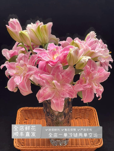 （粉拉菲）双A级重瓣百合云南基地直发家庭客厅水养鲜切花绿植