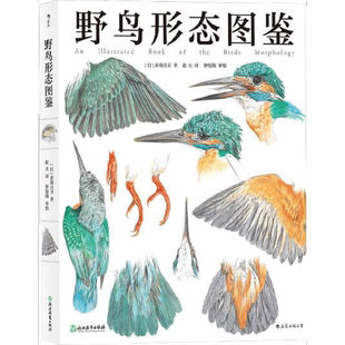 正版图书丨 野鸟形态图鉴 (日)赤勘兵卫 ,译者:赵天 后浪 9787553679624 浙江教育出版社 (日)赤勘兵卫著;赵天译 9787553679