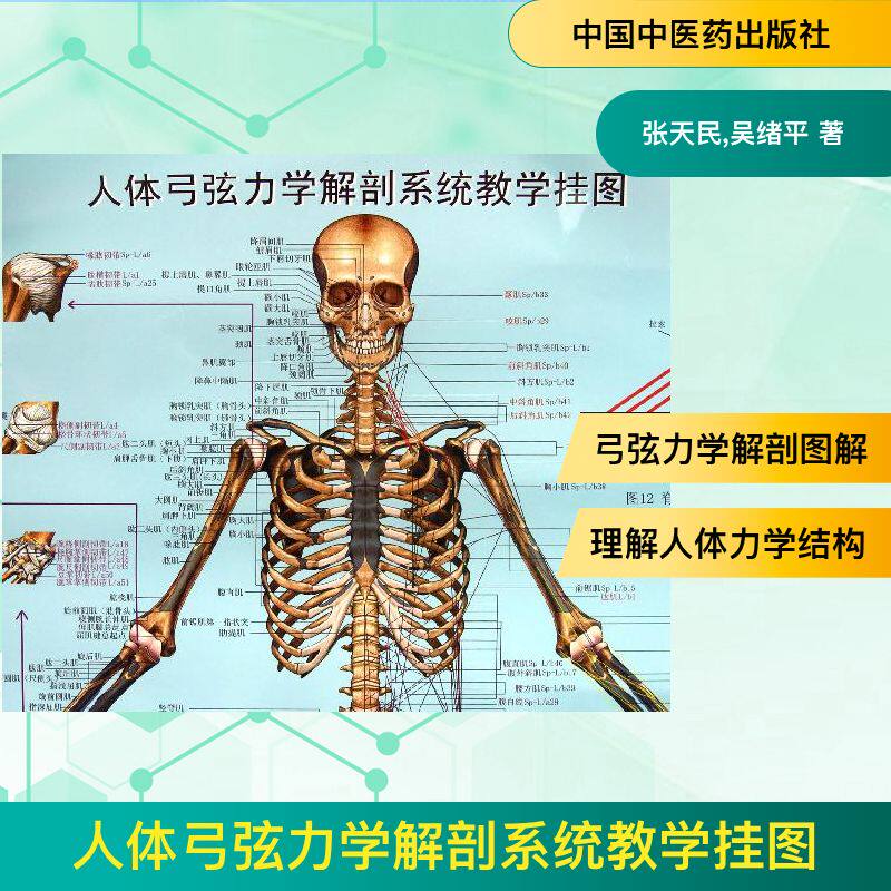 人体弓弦力学解剖系统教学挂图 张天民,吴绪平   著 著 外科学生活 新华书店正版图书籍 中国中医药出版社