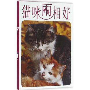 猫咪两相好 浮图 摄影;刘晓天 责任编辑 著作 工艺美术(新)艺术 新华书店正版图书籍 上海人民美术出版社