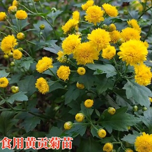 食用药用泡茶黄贡菊苗白贡菊阳台庭院草本观赏花卉多年生清热花茶