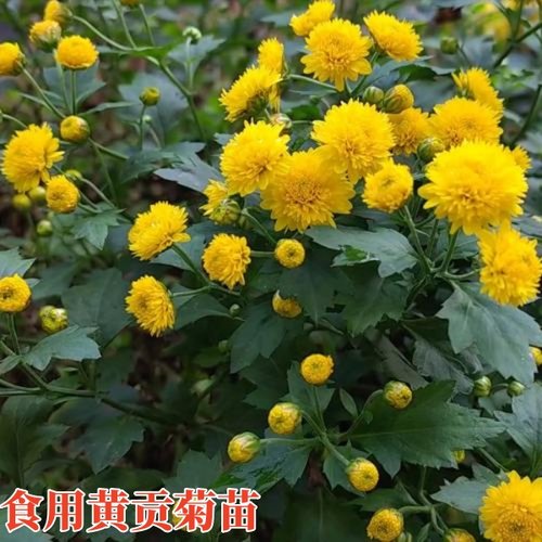 食用菊花小苗黄山白贡菊苗