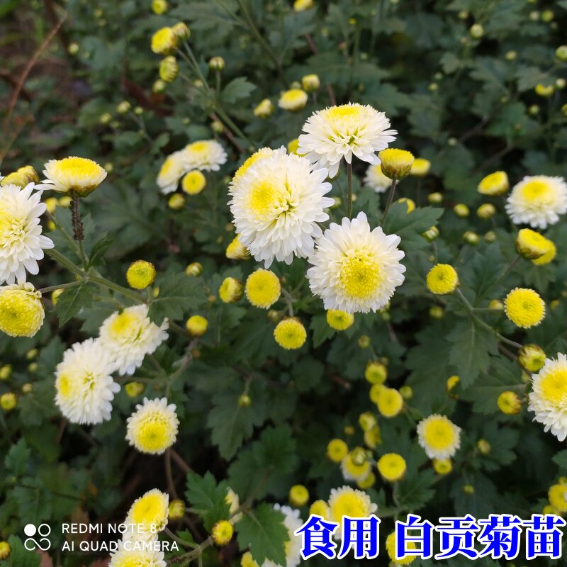 食用菊花苗黄山白贡菊苗