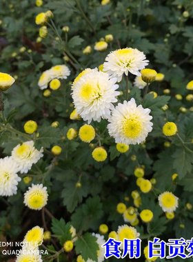 食用菊花苗黄山白贡菊苗