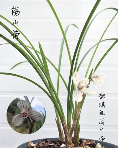 莲瓣兰正品荡山荷红艳一号牡丹