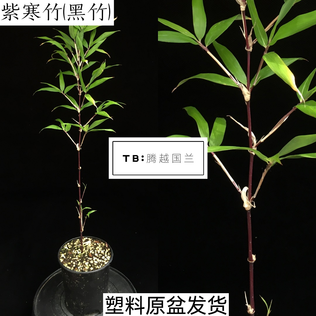 朱竹红寒竹紫寒竹客厅庭院基地发