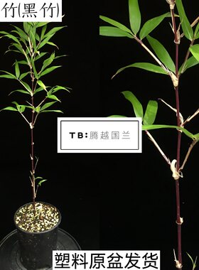 朱竹红寒竹紫寒竹客厅庭院基地发