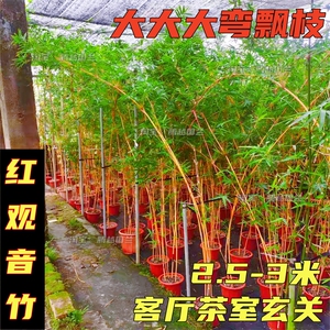 红观音竹飘枝大型绿植盆栽