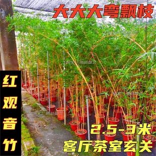 红观音竹飘枝大型弯飘禅意优雅水培绿植室内客厅茶室玄关绿植盆栽