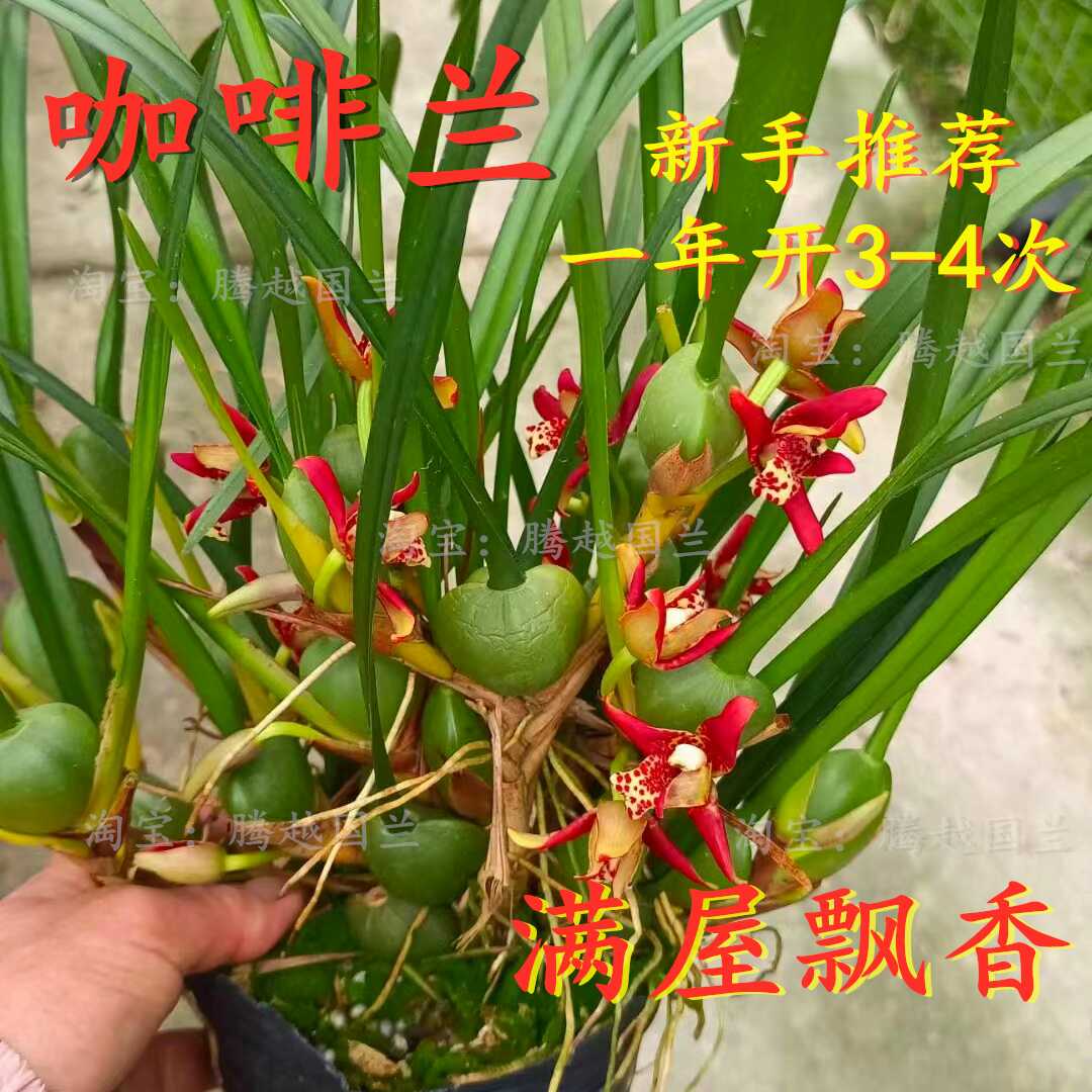 兰花苗咖啡兰盆栽奶香味浓香兰花水培植物室内客厅桌面绿植花卉