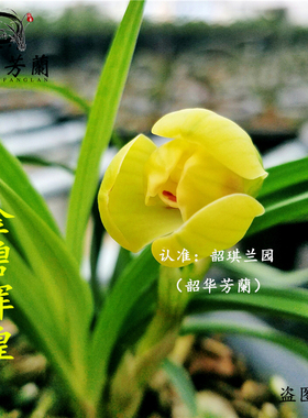 名贵兰花苗春兰金碧辉煌姜氏荷浓香矮种兰花好养荷瓣建兰四季兰花