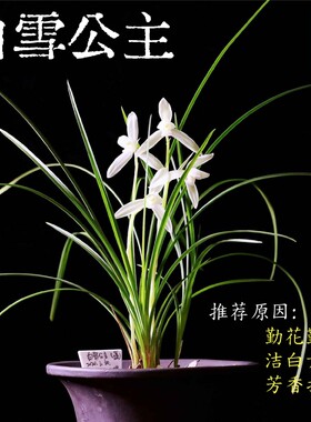 【团购】白雪公主莲瓣兰浓香兰花