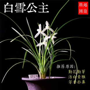 【团购】白雪公主莲瓣兰雪白荷小雪素精品兰花四季浓香好养花卉