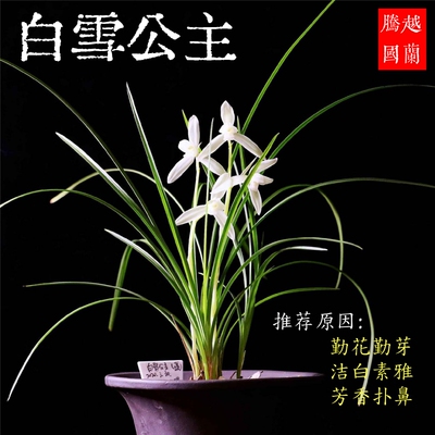 【团购】白雪公主莲瓣兰浓香兰花