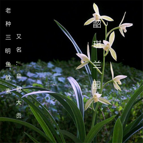 原生种建兰三明鱼枕素四季开花