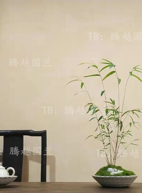 内门竹名贵竹苗竹子盆栽庭院室内高雅美观四季常青精美竹子盆景