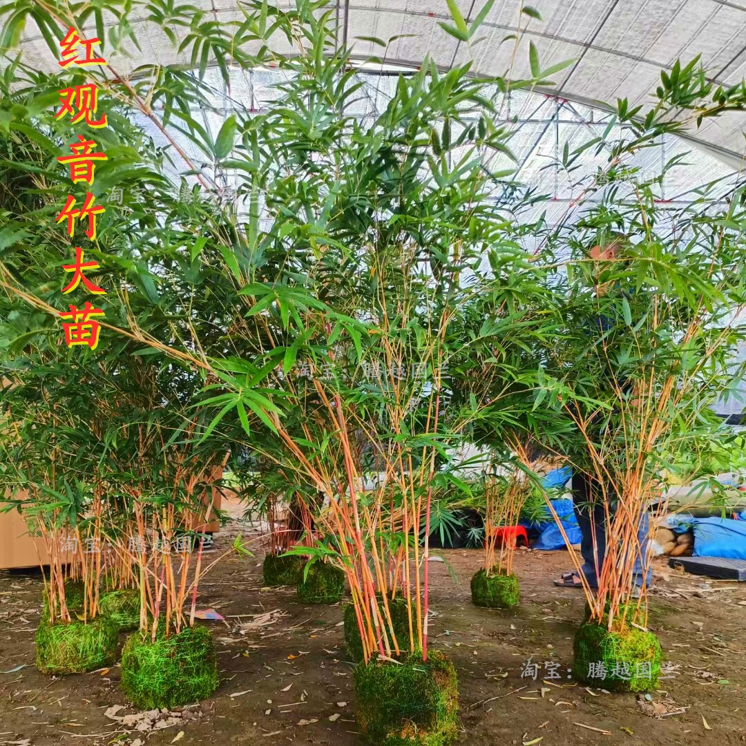 大苗红观音竹水培绿植室内客厅茶室玄关落地盆栽美观优雅文人风竹