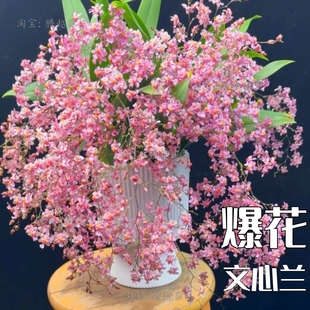 爆花粉色香水文心兰盆栽花香浓郁梦香兰年宵花室内外绿植水培好养