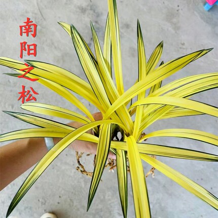 墨兰南阳之松兰花艺草艺兰黄金中透艺室内外客厅桌面花卉美观好养