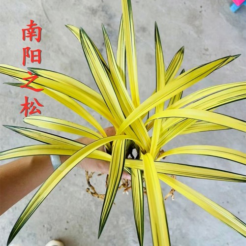 南阳之松兰花黄金中透艺美观好养