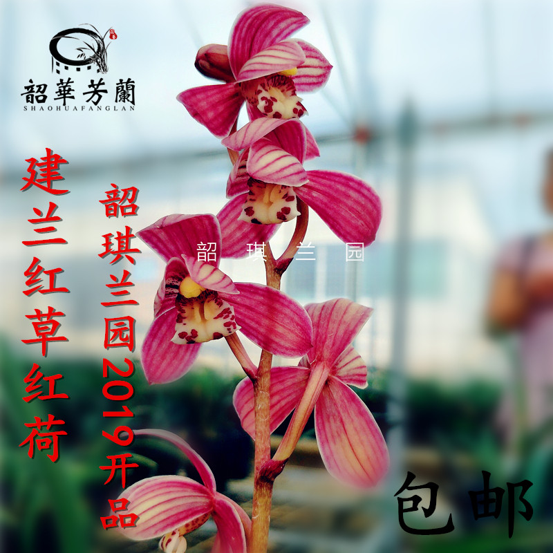 兰花苗名贵兰花建兰红草红荷夏皇梅四季浓香好养活最香兰花绿植花