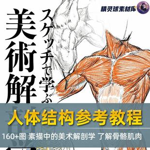 美术解剖学 人体结构参考教程 素描中 图 了解骨骼肌肉 160