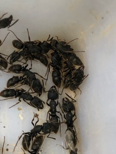 敏捷扁头猛蚁 郑氏扁头猛蚁 横纹齿猛蚁 更凶更大 热带雨林品种