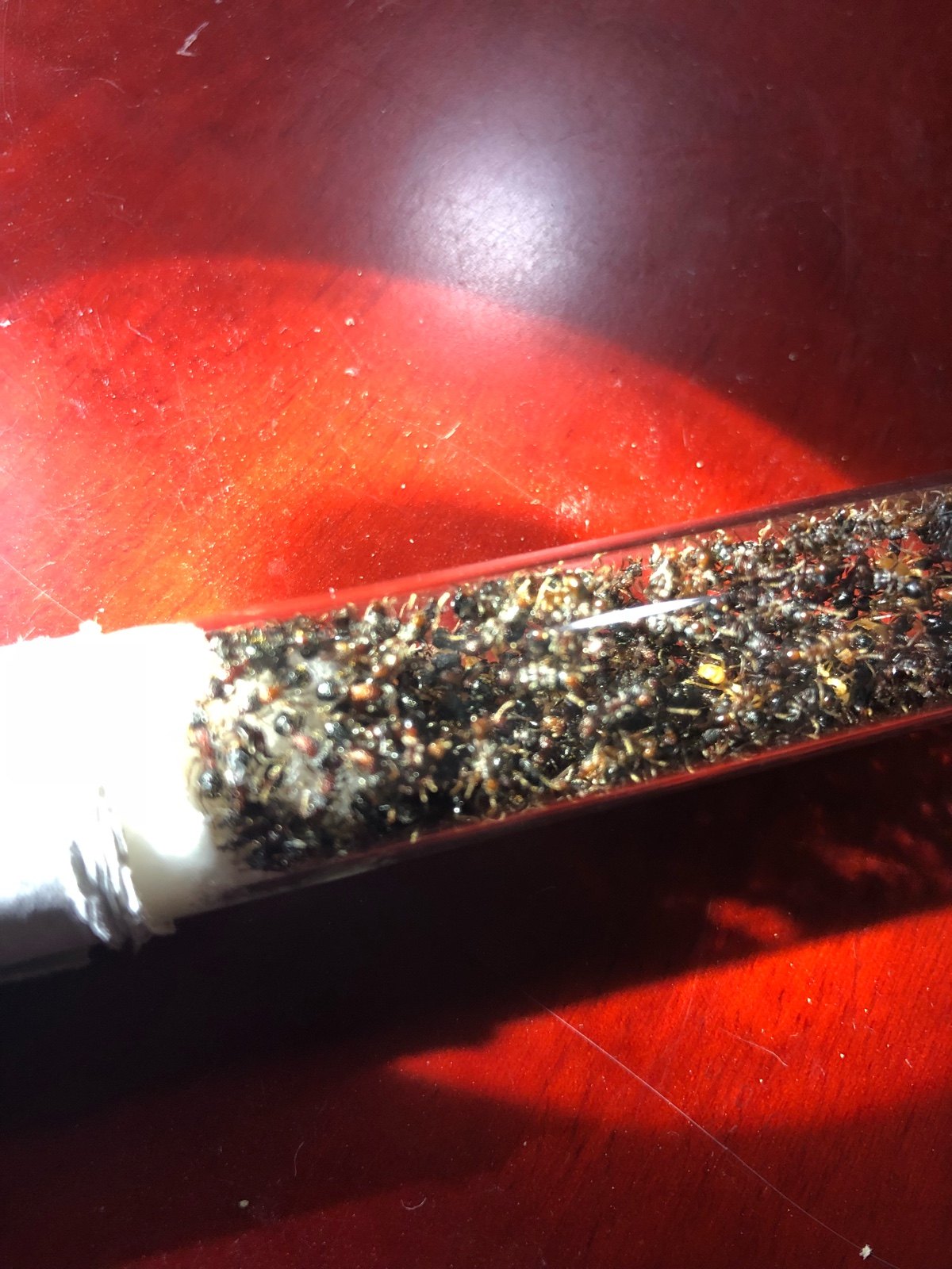 双色曲颊猛蚁 无后繁殖 好养 生猛爱吃肉 吃货猛蚁 宠物蚂蚁