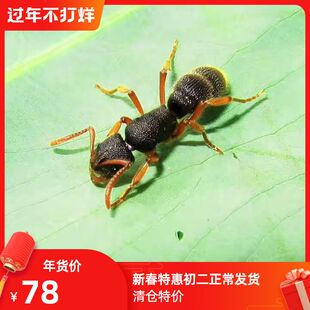 红足修猛蚁无后繁殖版 红足穴猛蚁 体色阳光下更红 纳大红足 版