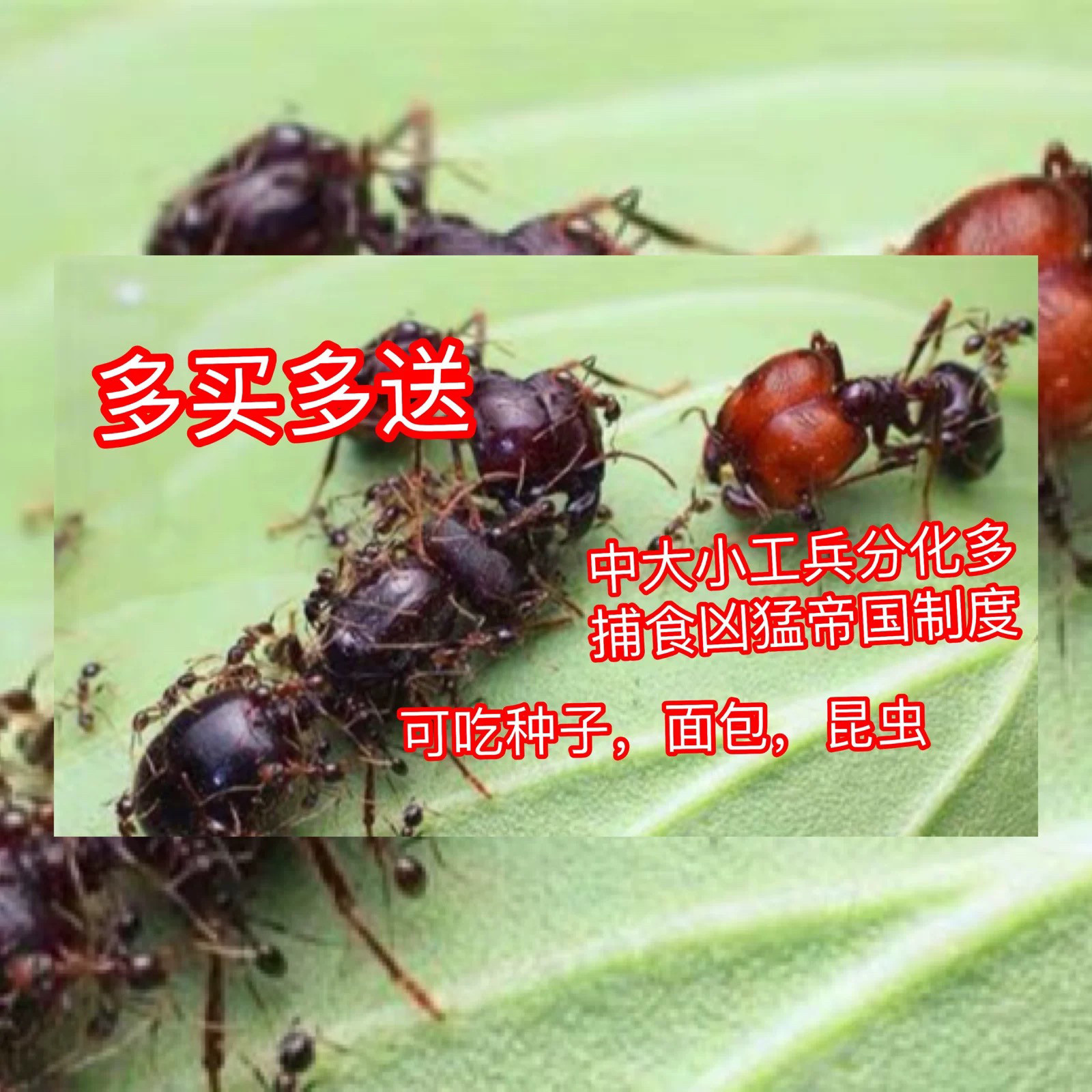 全异巨首蚁全异盲切叶蚁蚂蚁工坊活体蚂蚁宠物蚂蚁科普教育
