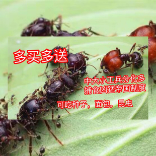 全异巨首蚁全异盲切叶蚁蚂蚁工坊活体蚂蚁宠物蚂蚁科普教育
