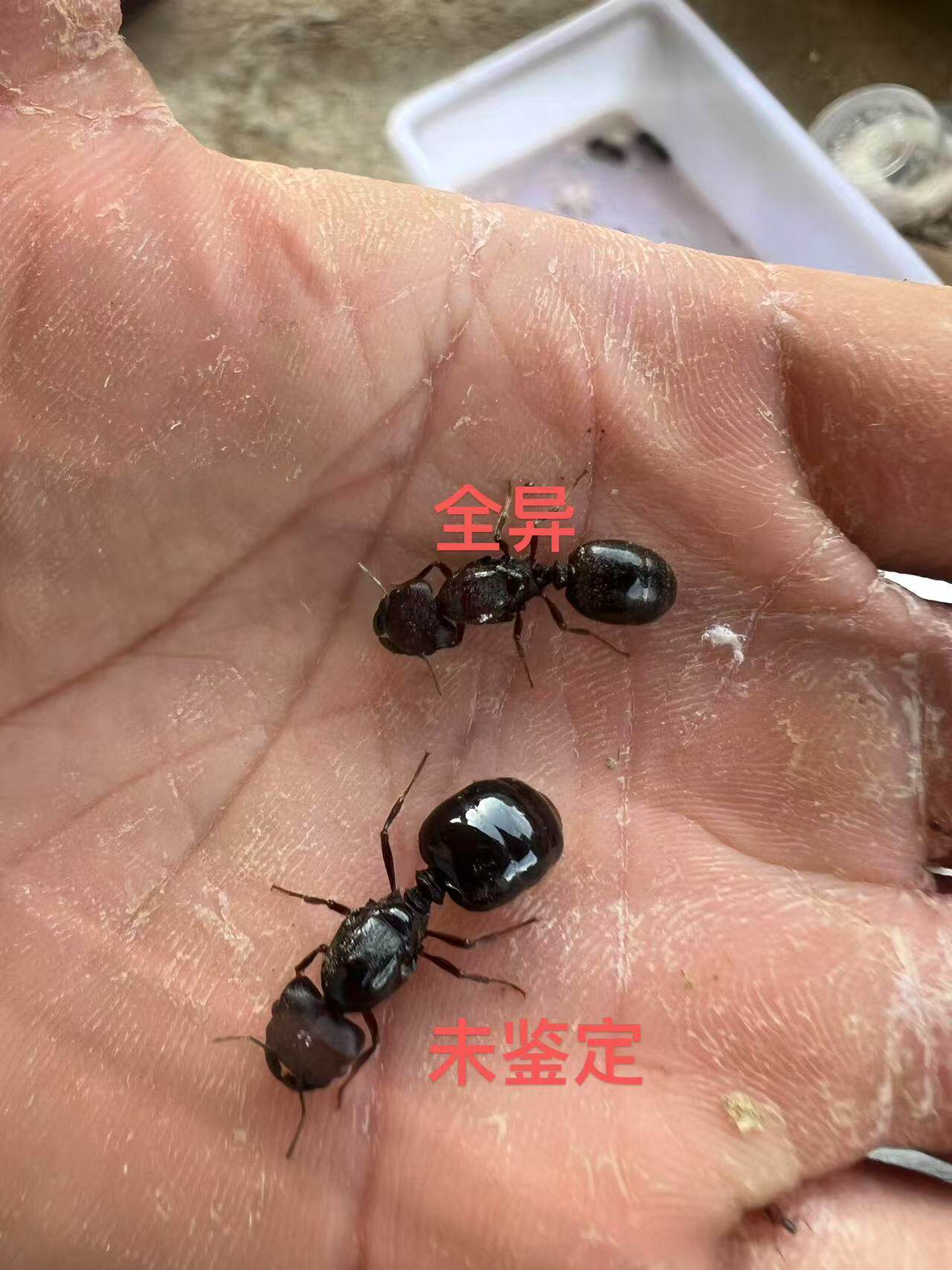 龙盲切叶蚁 不知名巨首蚁 图片对比广西大号全异巨首蚁 大巨首