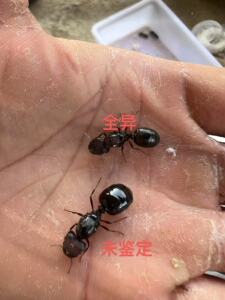 龙盲切叶蚁 不知名巨首蚁 图片对比广西大号全异巨首蚁 大巨首