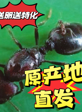 全异巨首蚁盲切叶蚁宠物蚂蚁蚂蚁活体科普教育蚂蚁工坊