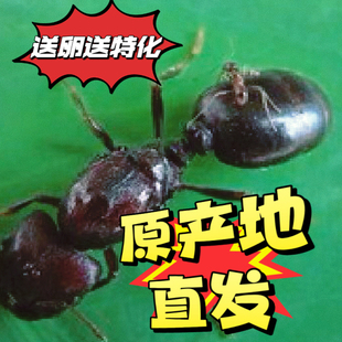 全异巨首蚁盲切叶蚁宠物蚂蚁蚂蚁活体科普教育蚂蚁工坊