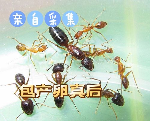 拟光腹弓背蚁宠物工坊活体