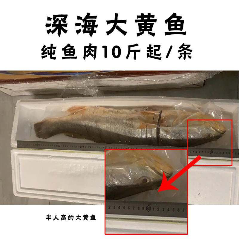 价值（上百万元）深海大黄鱼
