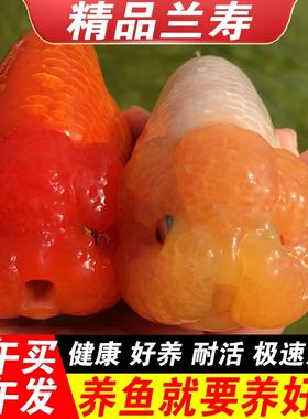 精品兰寿金鱼苗奶牛赛级波妞娃娃脸冷水鱼好养玉兔水墨小型观赏鱼