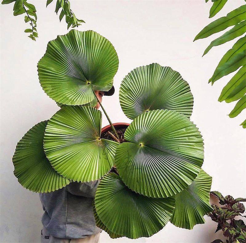 圆叶轴榈轴棕榈多年生观叶植物四季常绿叶子近圆形室内庭院绿植