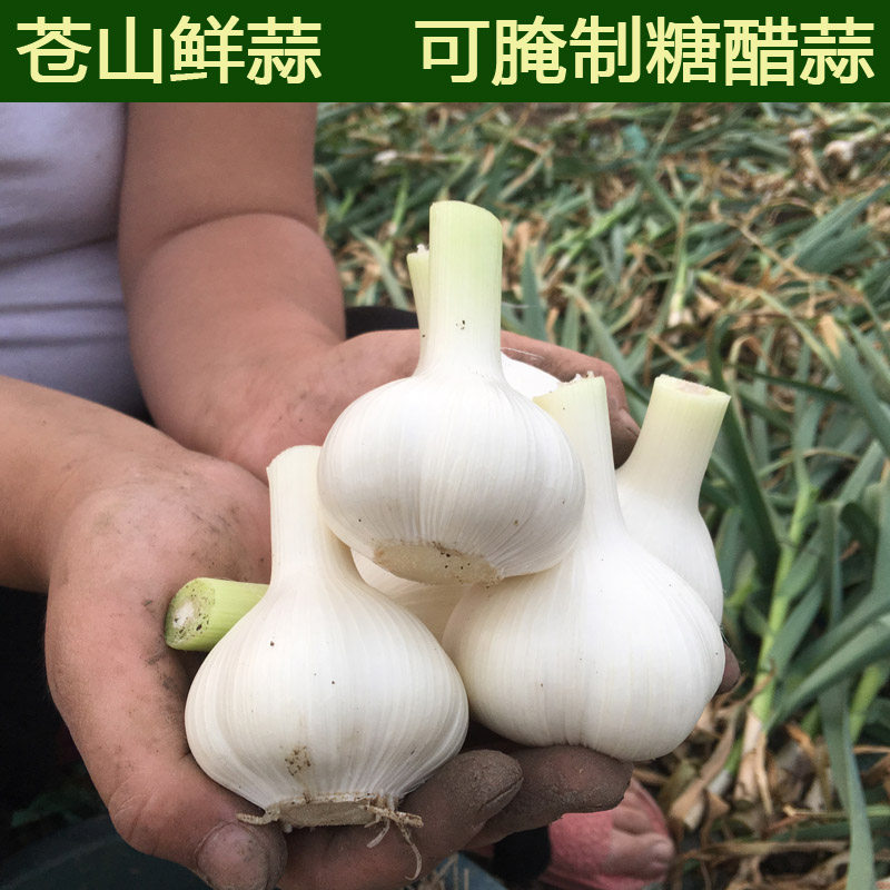 2026年新鲜大蒜苍山鲜蒜5斤兰陵老品种白皮四六瓣腌制糖醋蒜湿蒜