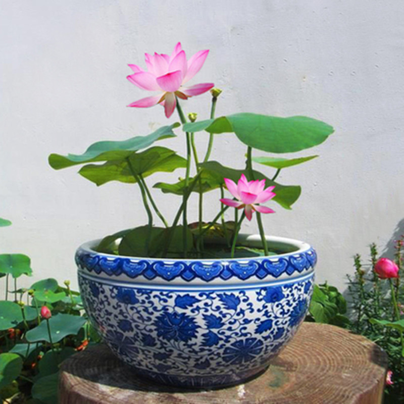 包邮迷你睡莲水培植物四季花卉花盆栽根块观花水生碗莲荷花