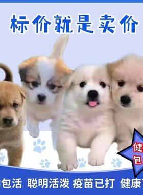 狗狗活物中华田园犬便宜小狗活体长不大小型犬黄狗白狗黑狗四眼
