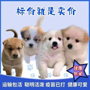 狗狗活物中华田园犬便宜小狗活体长不大小型犬黄狗白狗黑狗四眼